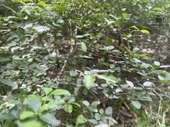 Ilex vomitoria