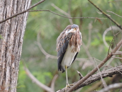 Egretta tricolor