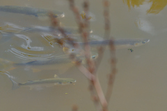 Mugilidae