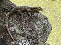 Stenocercus crassicaudatus