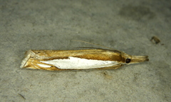 Crambus watsonellus