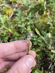 Euphrasia stricta