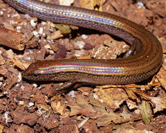 Calyptotis scutirostrum