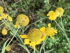 Helenium virginicum