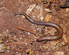 Calyptotis scutirostrum