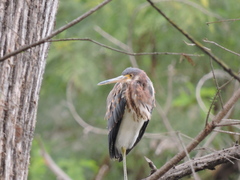 Egretta tricolor