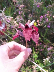 Serapias cordigera