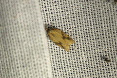 Acleris
