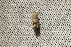 Notocelia uddmanniana