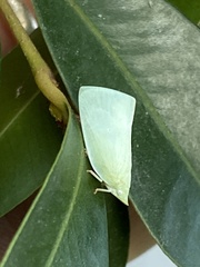 Colgaroides acuminata