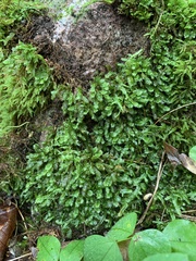 Fissidens dubius