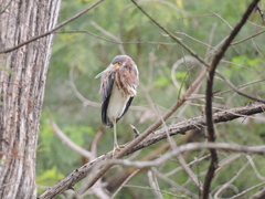 Egretta tricolor