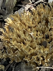 Ramaria rasilispora