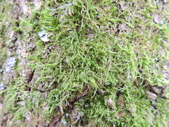 Hypnum cupressiforme