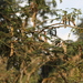 Acacia montigena
