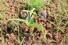Ledebouria