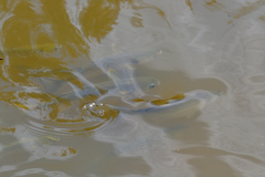 Mugilidae