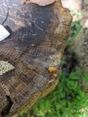 Monocesta coryli