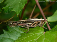Schistocerca americana