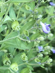 Trichostema dichotomum