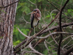 Egretta tricolor