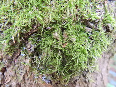 Hypnum cupressiforme