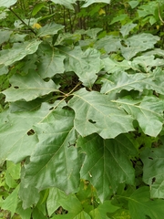 Quercus