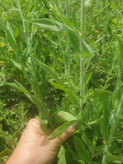 Epilobium parviflorum