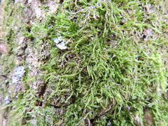 Hypnum cupressiforme