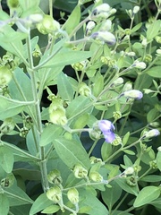 Trichostema dichotomum