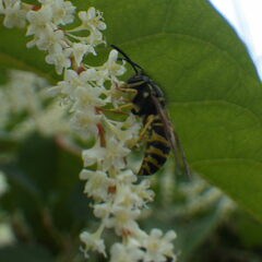 Vespinae