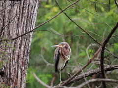 Egretta tricolor