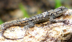 Sceloporus undulatus