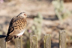 Streptopelia turtur