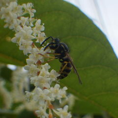Vespinae