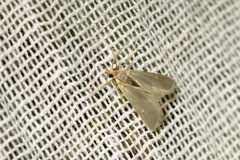 Acentria ephemerella