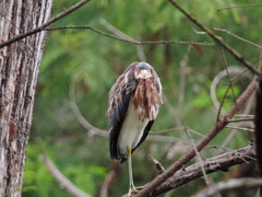 Egretta tricolor