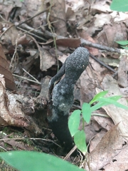 Xylaria longipes