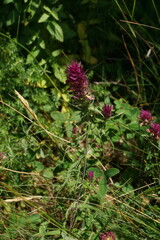 Melampyrum arvense