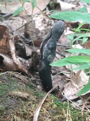 Xylaria longipes