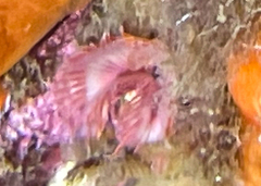 Serpula vermicularis