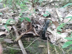 Xylaria longipes