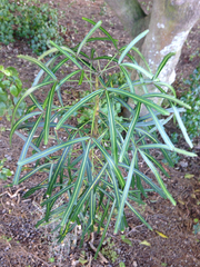 Pseudopanax crassifolius × lessonii