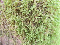 Hypnum cupressiforme