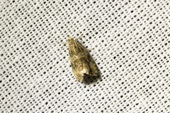 Syricoris
