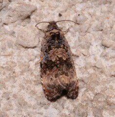 Endothenia