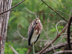 Egretta tricolor