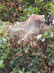 Hyphantria cunea