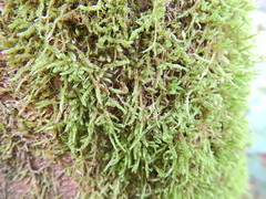 Hypnum cupressiforme