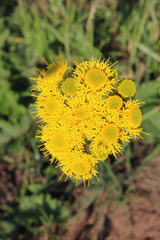Berkheya umbellata